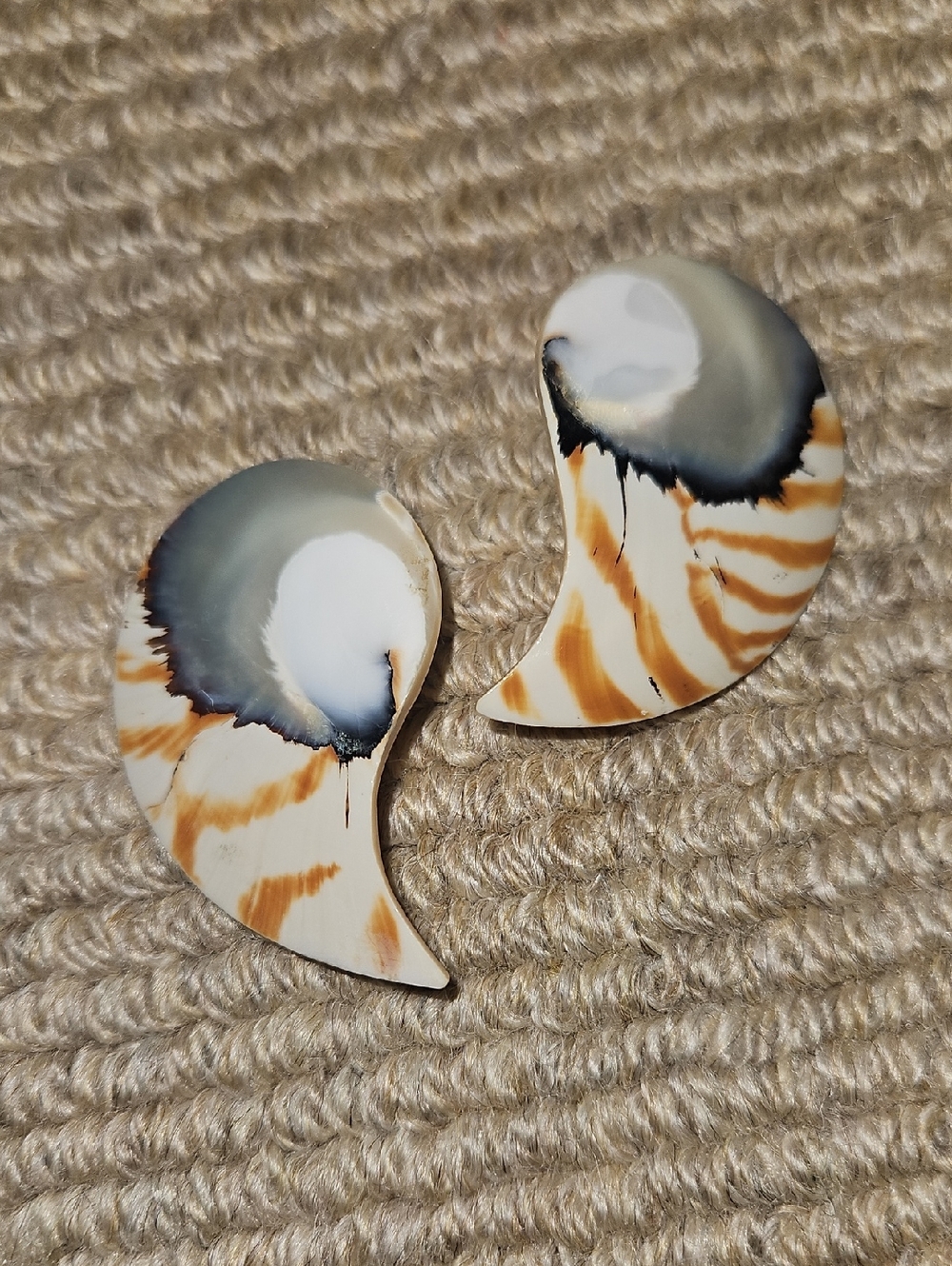Genuine Nautilus Shell Statement Stud Earrings